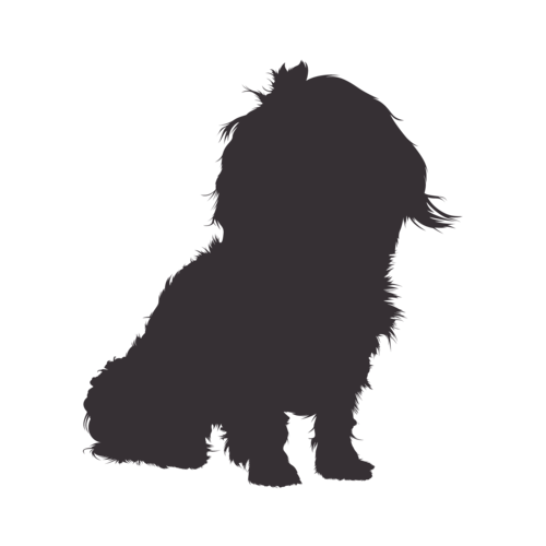 Dog silhouette Bolonka Zwetna sitting