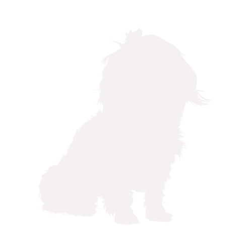 Dog silhouette Bolonka Zwetna sitting