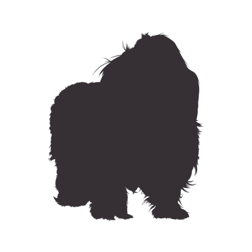 Dog silhouette Bolonka Zwetna standing
