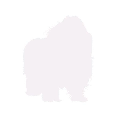 Dog silhouette Bolonka Zwetna standing