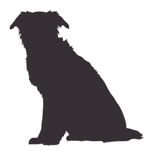 Dog silhouette Border Collie sitting
