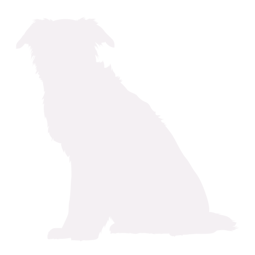 Dog silhouette Border Collie sitting