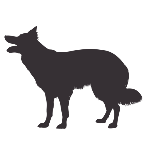 Dog silhouette Border Collie standing