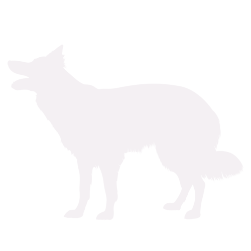 Dog silhouette Border Collie standing