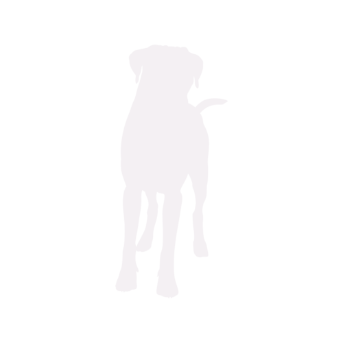 Dog silhouette Boxer standing