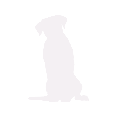 Dog silhouette Cane Corso sitting