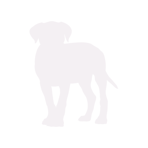 Dog silhouette Cane Corso standing