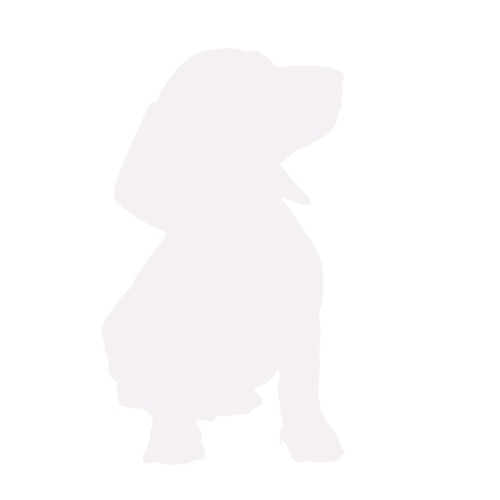 Dog silhouette Dachshund sitting