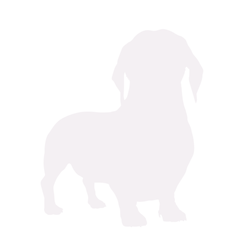 Dog silhouette Dachshund standing