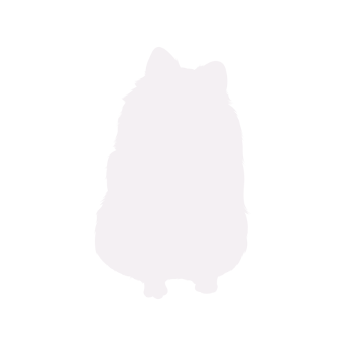 Dog silhouette Pomeranian sitting