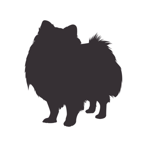 Dog silhouette Pomeranian standing