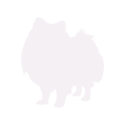 Dog silhouette Pomeranian standing