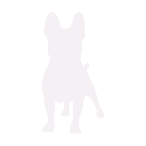 Dog silhouette French Bulldog standing