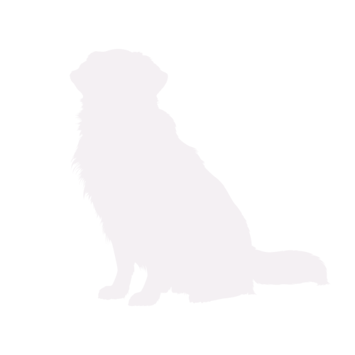 Dog silhouette Golden Retriever sitting
