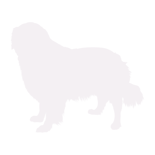 Dog silhouette Golden Retriever standing
