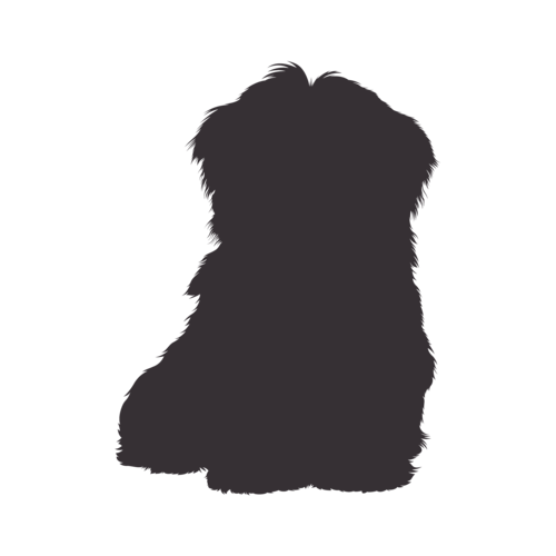 Dog silhouette Havanese sitting
