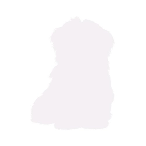 Dog silhouette Havanese sitting