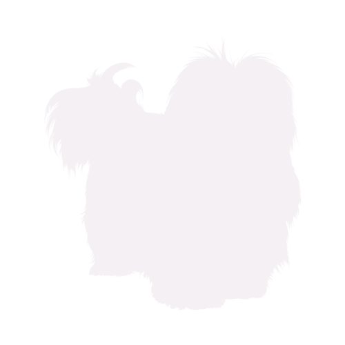 Dog silhouette Havanese standing