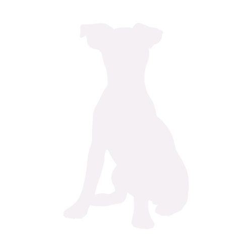 Dog silhouette Jack Russell Terrier sitting