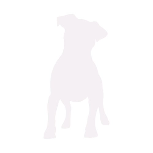 Dog silhouette Jack Russell Terrier standing