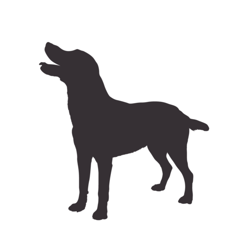 Dog silhouette Labrador standing