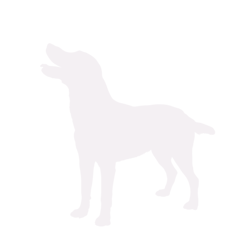 Dog silhouette Labrador standing
