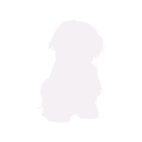 Dog silhouette Maltese sitting