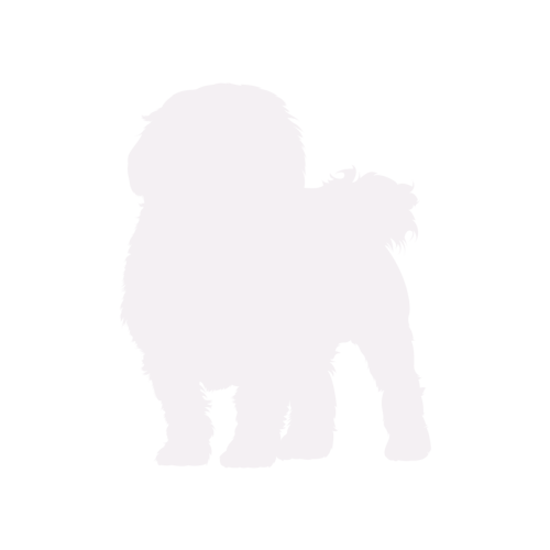 Dog silhouette Maltese standing