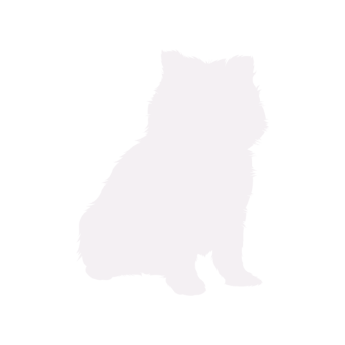 Dog silhouette Pomeranian sitting