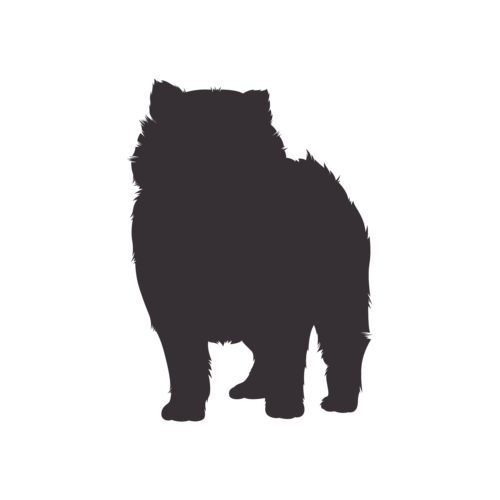 Dog silhouette Pomeranian standing