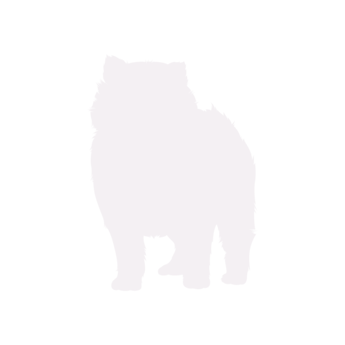 Dog silhouette Pomeranian standing