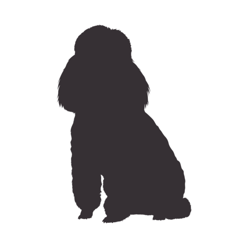 Dog silhouette Poodle sitting