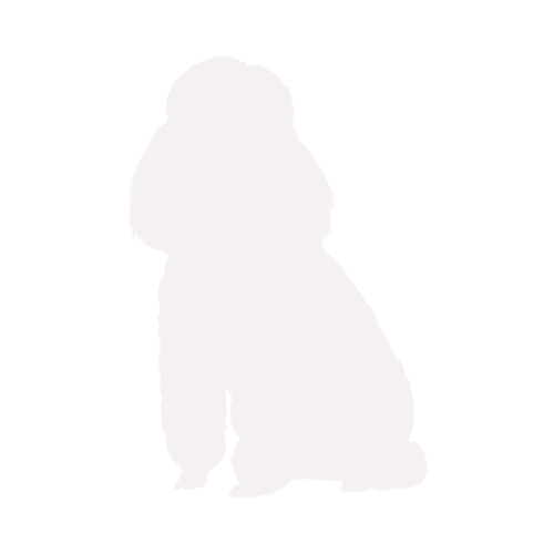 Dog silhouette Poodle sitting