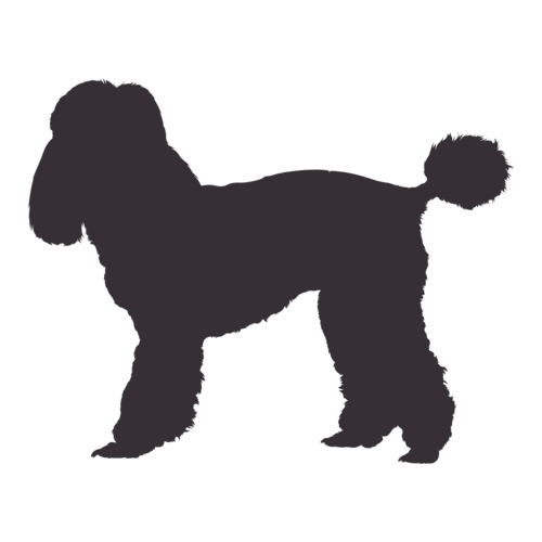 Dog silhouette Poodle standing