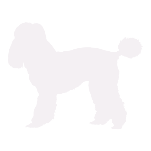 Dog silhouette Poodle standing