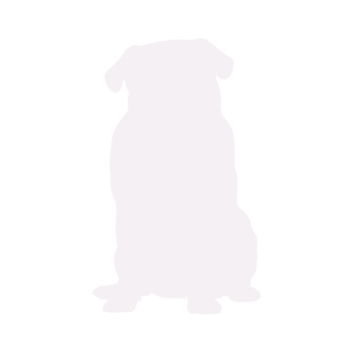 Dog silhouette Pug sitting