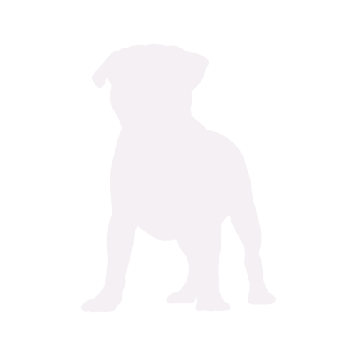 Dog silhouette Pug standing