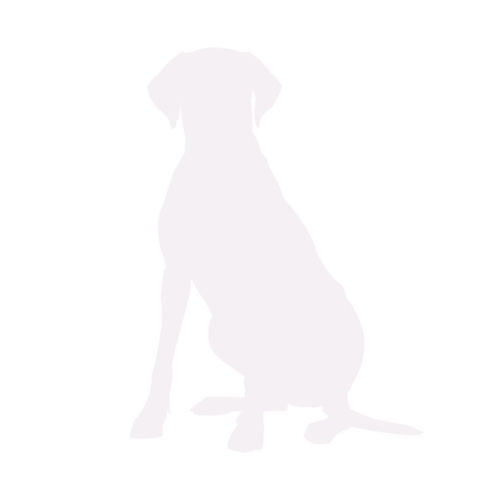 Dog silhouette Rhodesian Ridgeback sitting