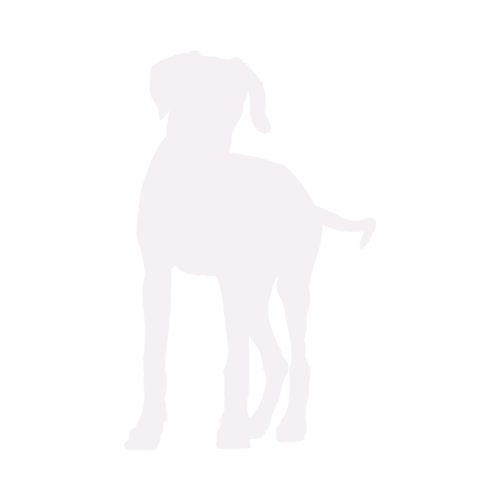 Dog silhouette Rhodesian Ridgeback standing