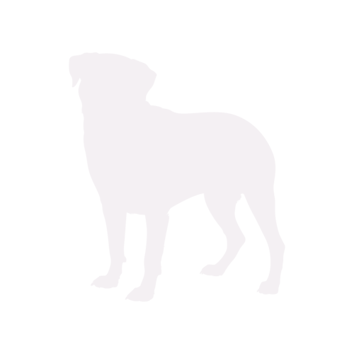 Dog silhouette Rottweiler standing