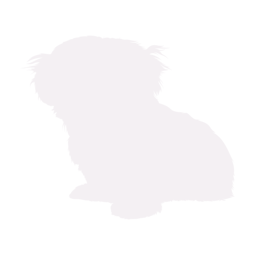 Dog silhouette Shih Tzu sitting