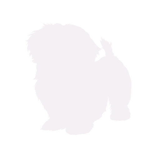 Dog silhouette Shih Tzu standing