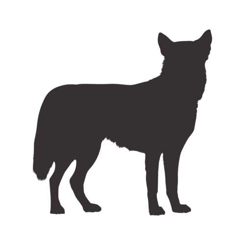 Dog silhouette Siberian Husky standing