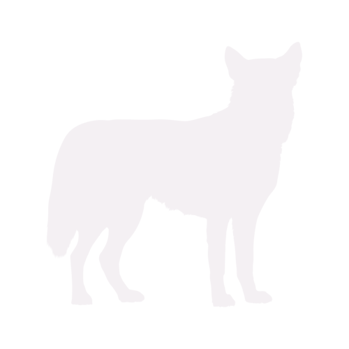 Dog silhouette Siberian Husky standing