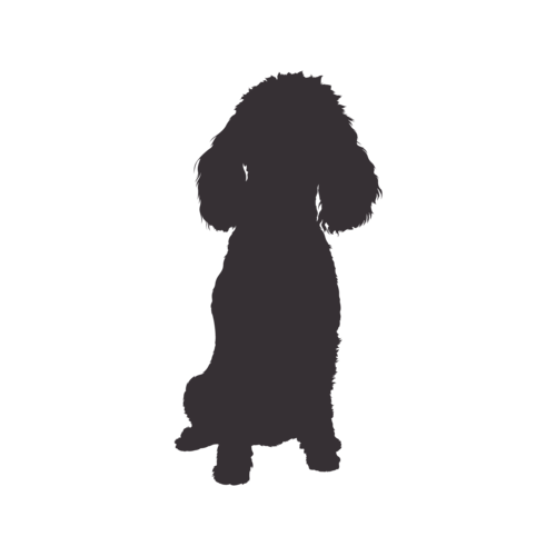 Dog silhouette Miniature Poodle sitting
