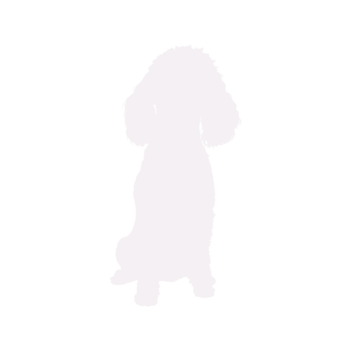 Dog silhouette Miniature Poodle sitting