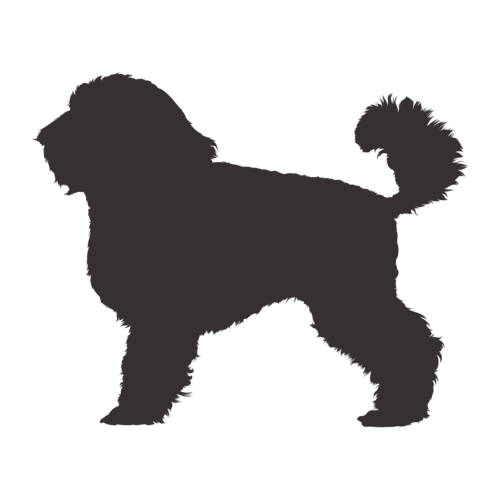 Dog silhouette Miniature Poodle standing