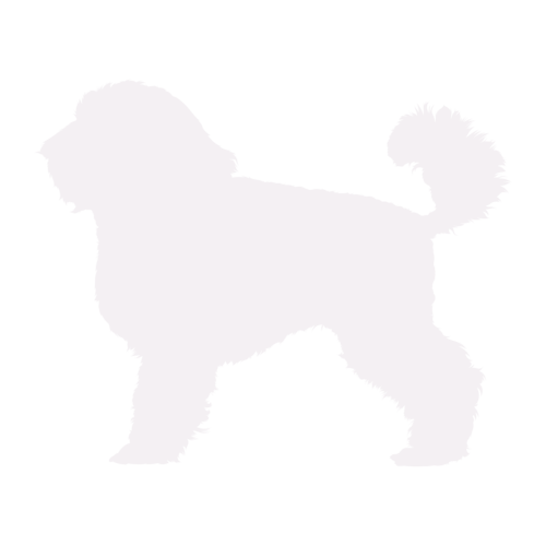 Dog silhouette Miniature Poodle standing
