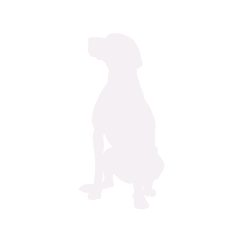 Dog silhouette Hungarian Vizsla sitting