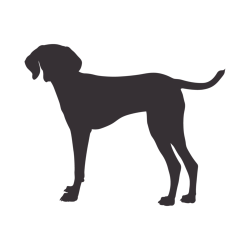 Dog silhouette Hungarian Vizsla standing